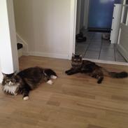 Maine Coon Perle