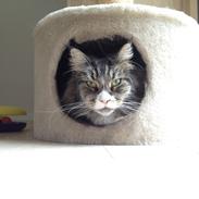 Maine Coon Perle