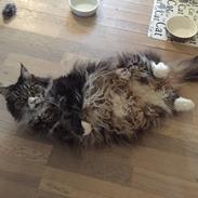 Maine Coon Perle