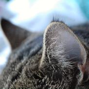 Blanding af racer Fluffy (MusMus)