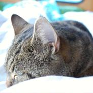 Blanding af racer Fluffy (MusMus)