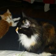 Blanding af racer trille