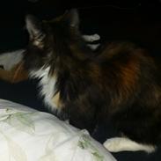 Blanding af racer trille