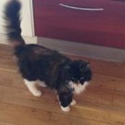 Blanding af racer trille