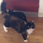 Blanding af racer trille