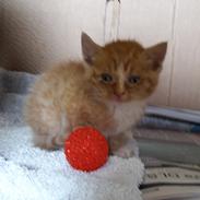 Blanding af racer Garfield 