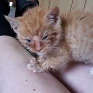 Blanding af racer Garfield 