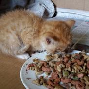 Blanding af racer Garfield 