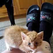 Blanding af racer Garfield 