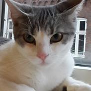 Huskat Frida 