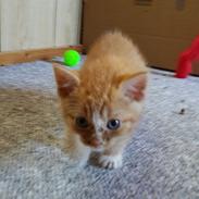 Blanding af racer Garfield 