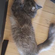 Blanding af racer Sofus