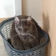 Blanding af racer Sofus