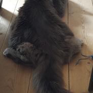 Blanding af racer Sofus