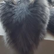 Blanding af racer Sofus