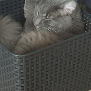 Blanding af racer Sofus