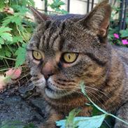 British Shorthair Magnus
