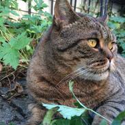British Shorthair Magnus
