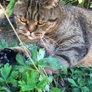 British Shorthair Magnus