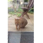 British Shorthair Magnus