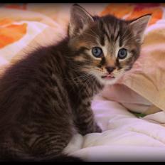 Huskat Triple turtle