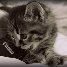 Huskat Triple turtle