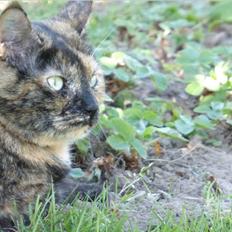 Blanding af racer Cocio <3