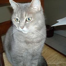 Blanding af racer Sille