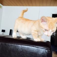 Munchkin Gogge