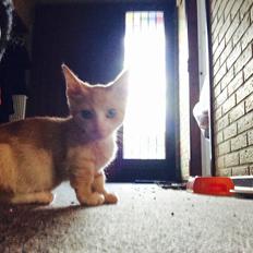 Munchkin Gogge