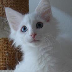 Norsk Skovkat Dk northtown cats Elvira