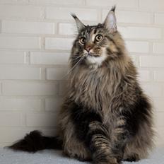 Maine Coon Baby (poly)