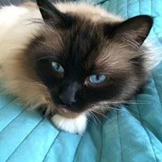 Hellig Birma Aladdin (Lykkesminde's Aladdin)