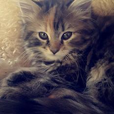 Blanding af racer Bodil