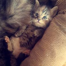 Blanding af racer Bodil