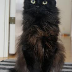 Kurilean Bobtail Beretta iz Dikogo Plemeni [Himmelkat]