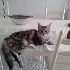 Maine Coon Chess  julie 