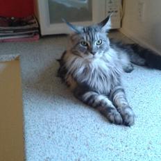 Maine Coon Chess  julie 