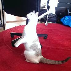 Blanding af racer Rhaegar