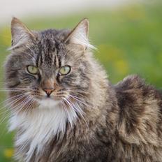 Maine Coon Leopold