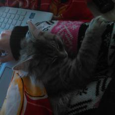 Blanding af racer Pixie 