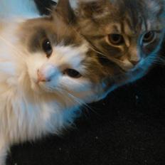 Blanding af racer Pixie 