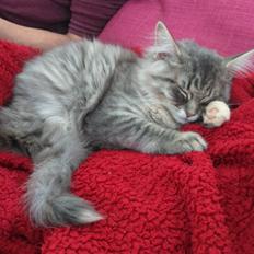 Blanding af racer Pixie 