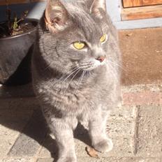 Huskat Findus (kælenavn: Finn)