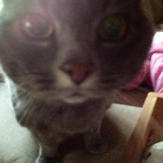 Huskat Findus (kælenavn: Finn)