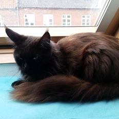 Maine Coon DK Abby Coon's Wild Tango