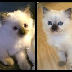 Blanding af racer Esther