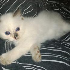 Blanding af racer Emma