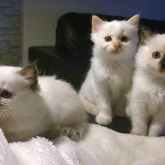 Blanding af racer Emma