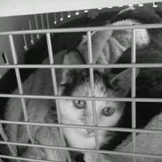 Huskat plet / trøsen 